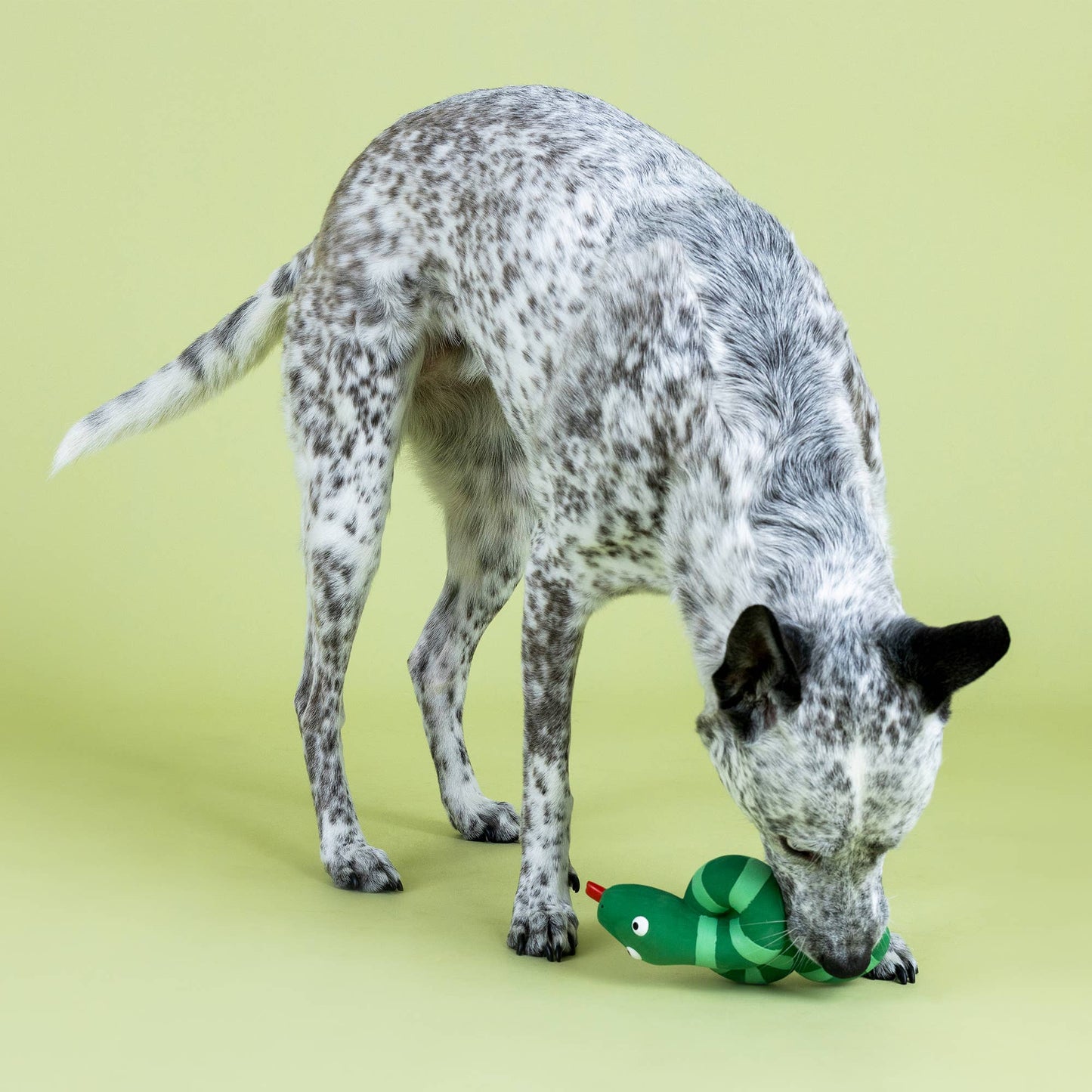 Snake Knotty By Nature Dog Toy - vibeboxshop