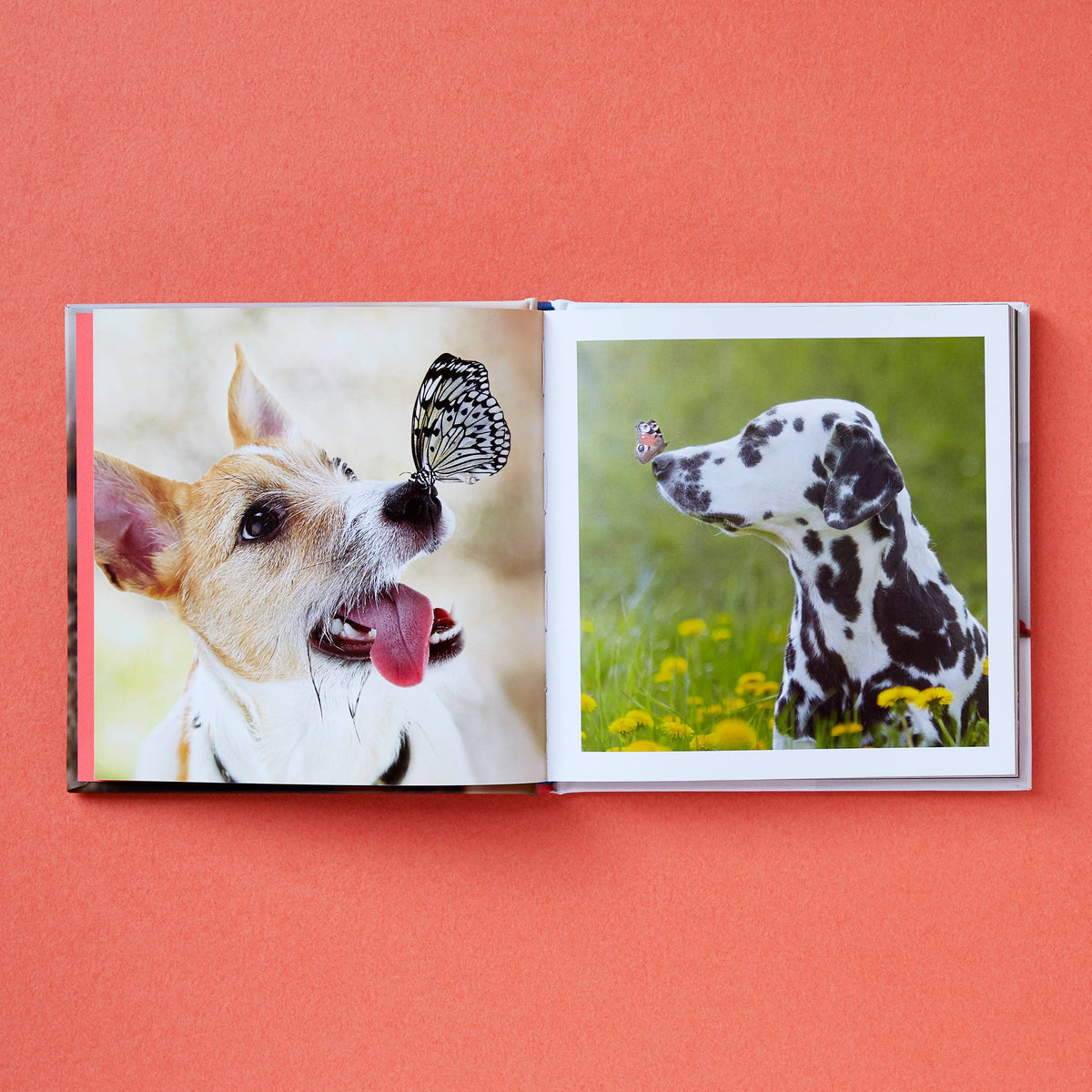 Cute Animals for Hard Times