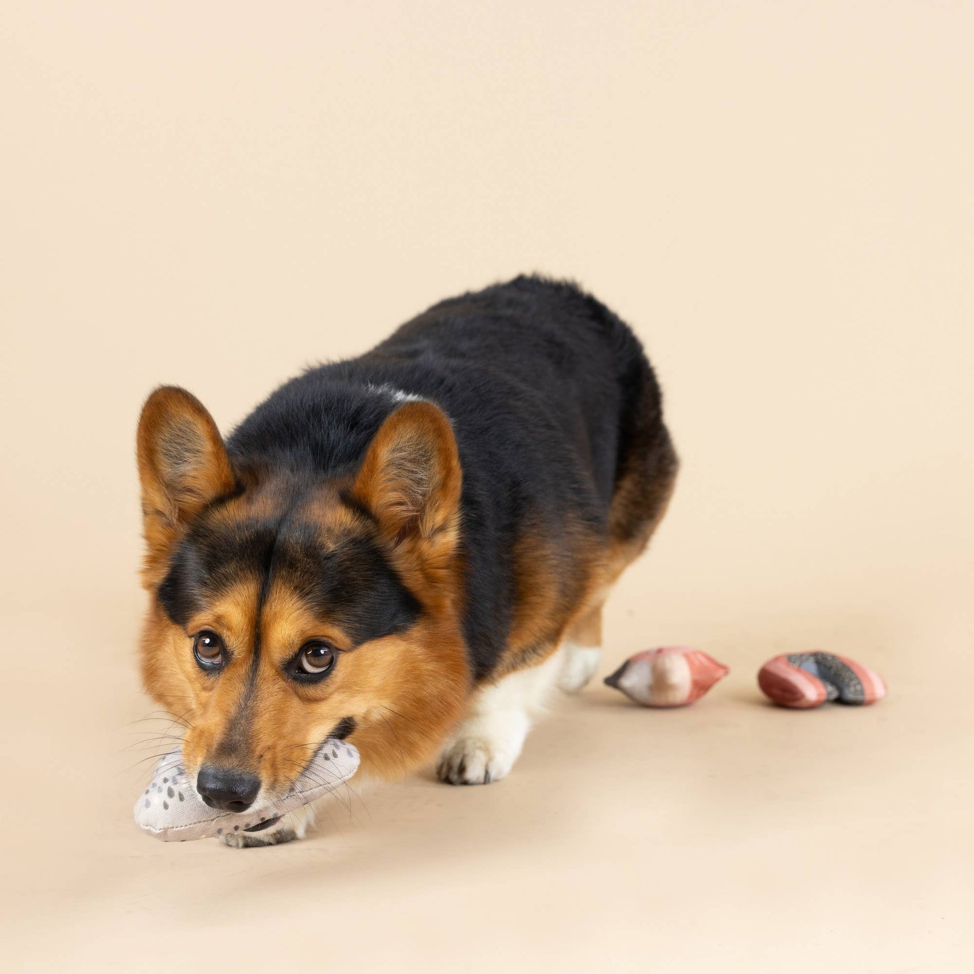 CANVAS MINI DOG TOY SET RAIN OR SHINE - vibeboxshop