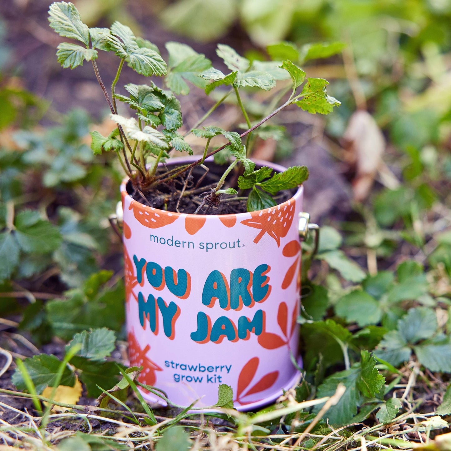 Color Grow Kits - vibeboxshop