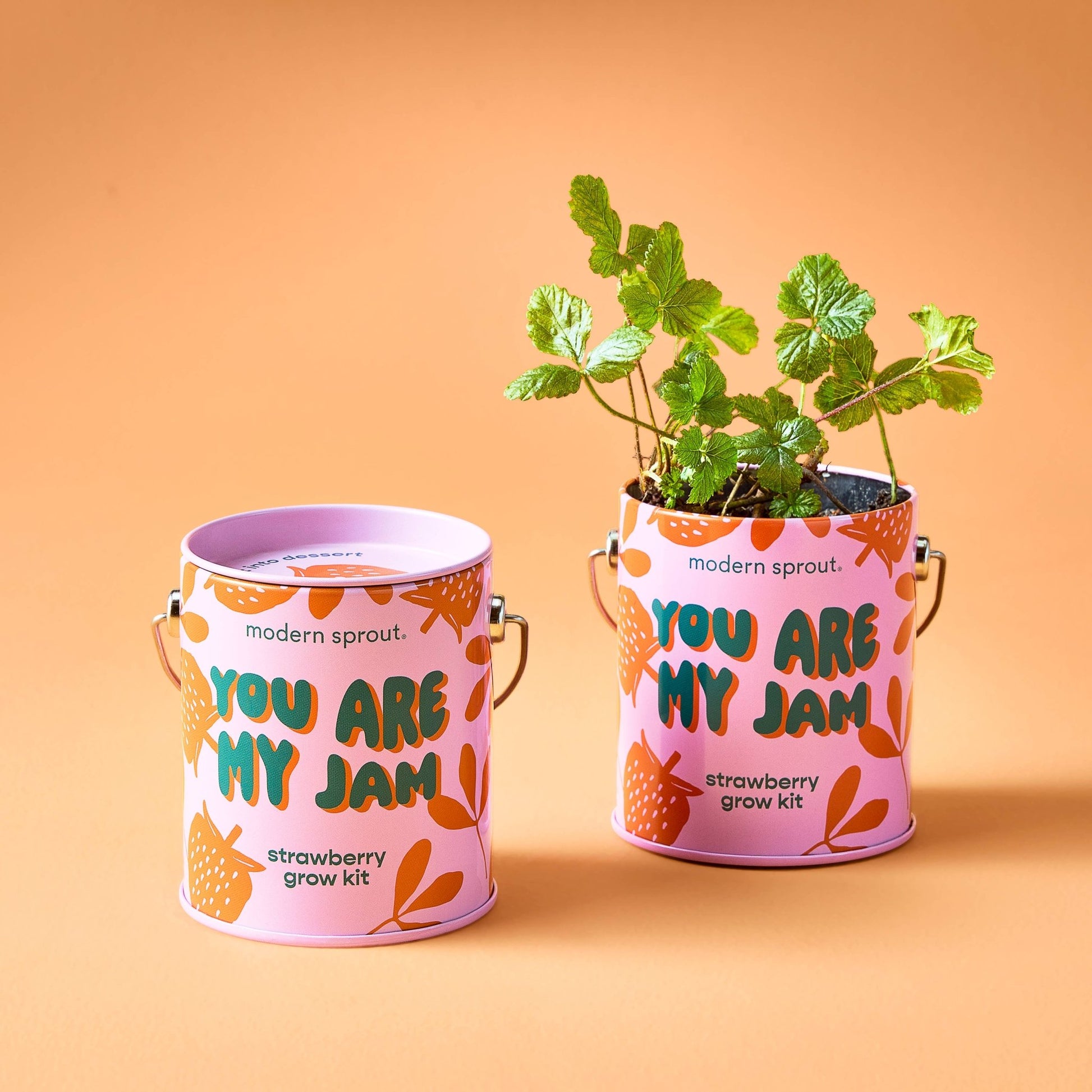 Color Grow Kits - vibeboxshop