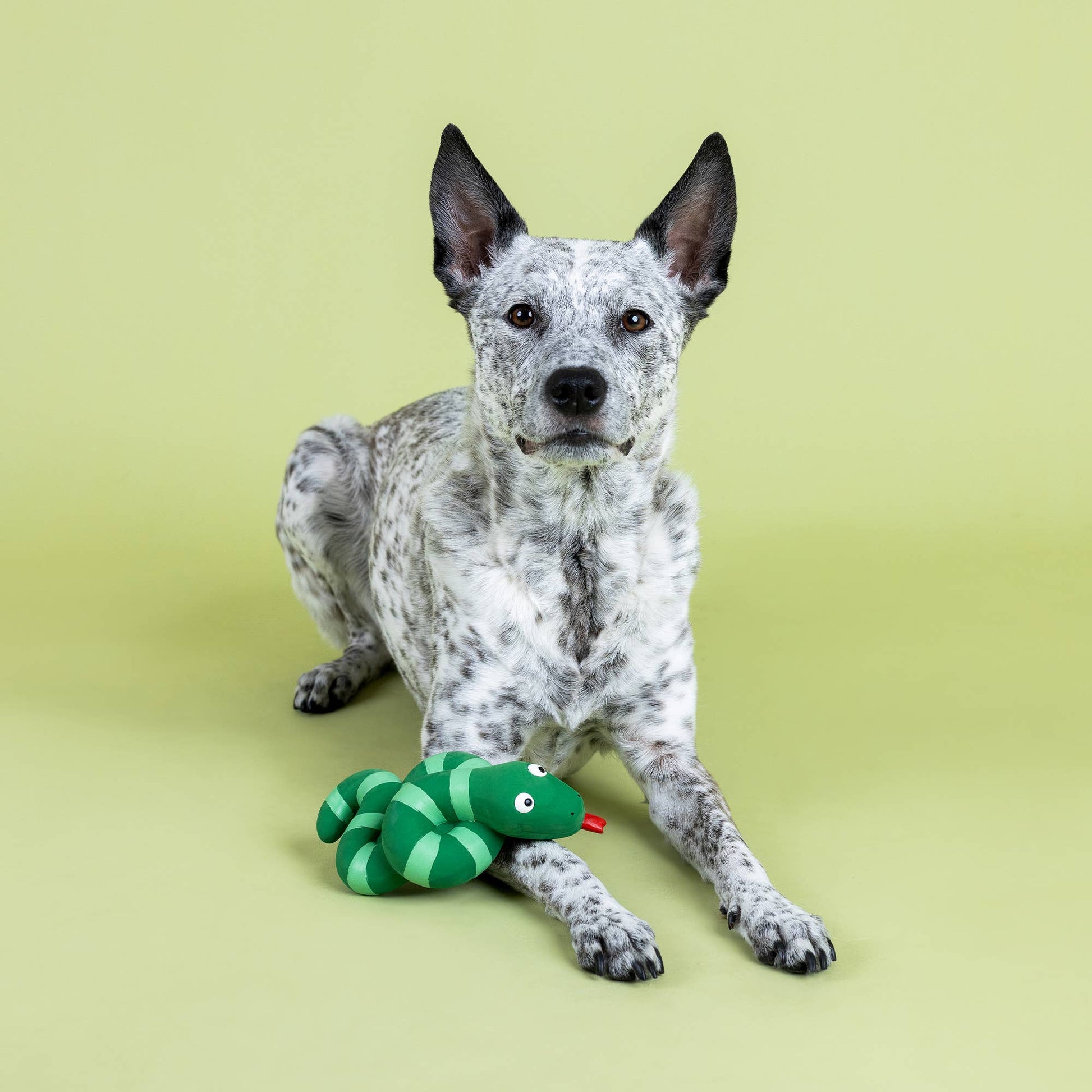 Snake Knotty By Nature Dog Toy - vibeboxshop
